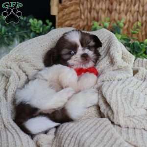 Gus (Mini), Shih Tzu Puppy